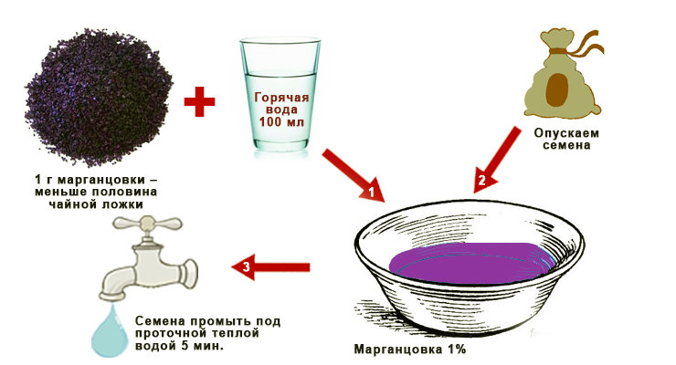 семена лучше всего протравить в растворе