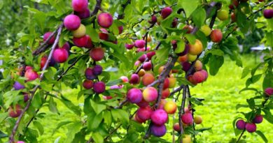 Уход за фруктовыми деревьями в период плодоношения