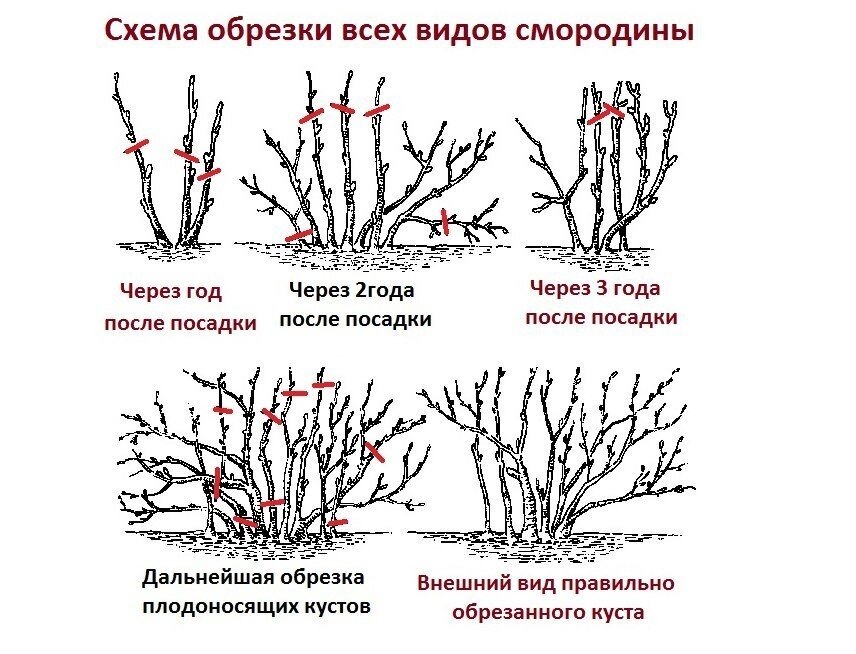 обрезка смородины